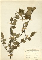 藏品(木槿)的圖片